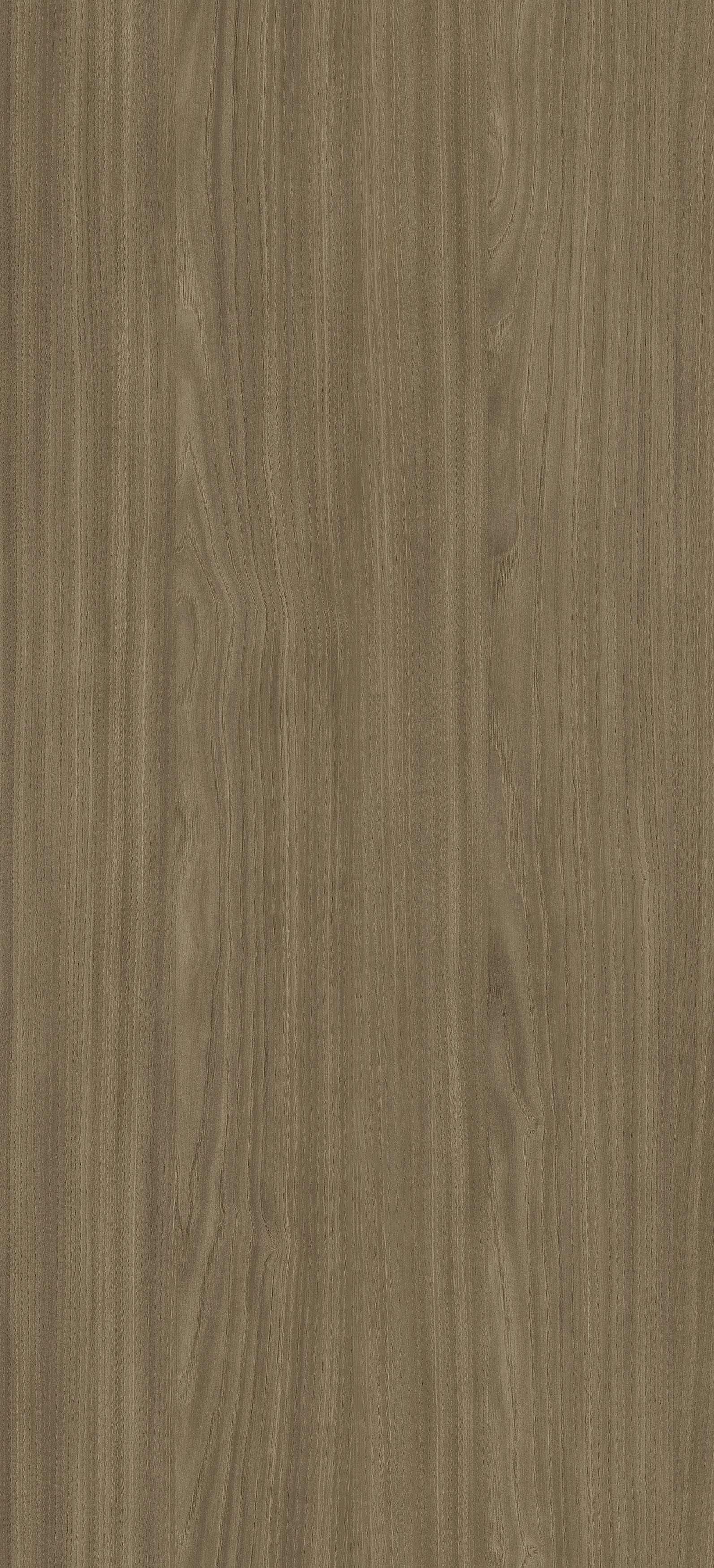 Dąb Perłowy PD3081