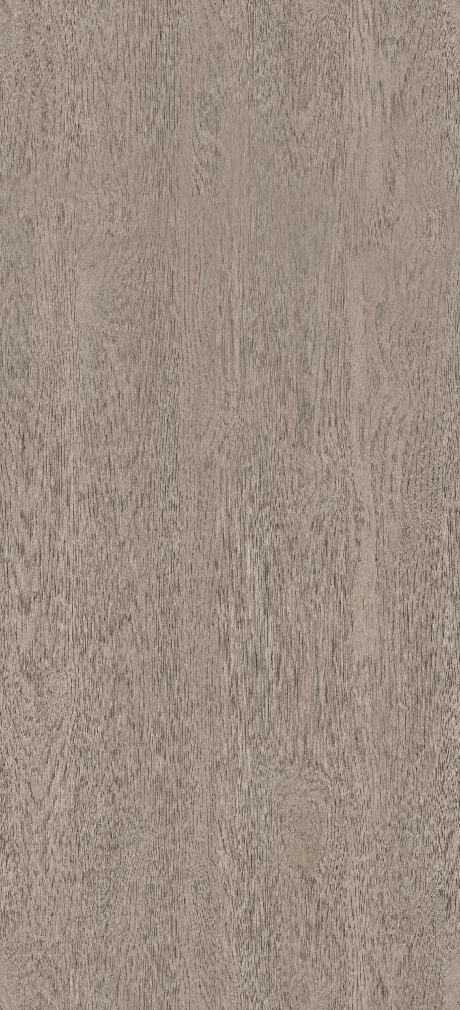 Dąb Millenium Szary PD3118