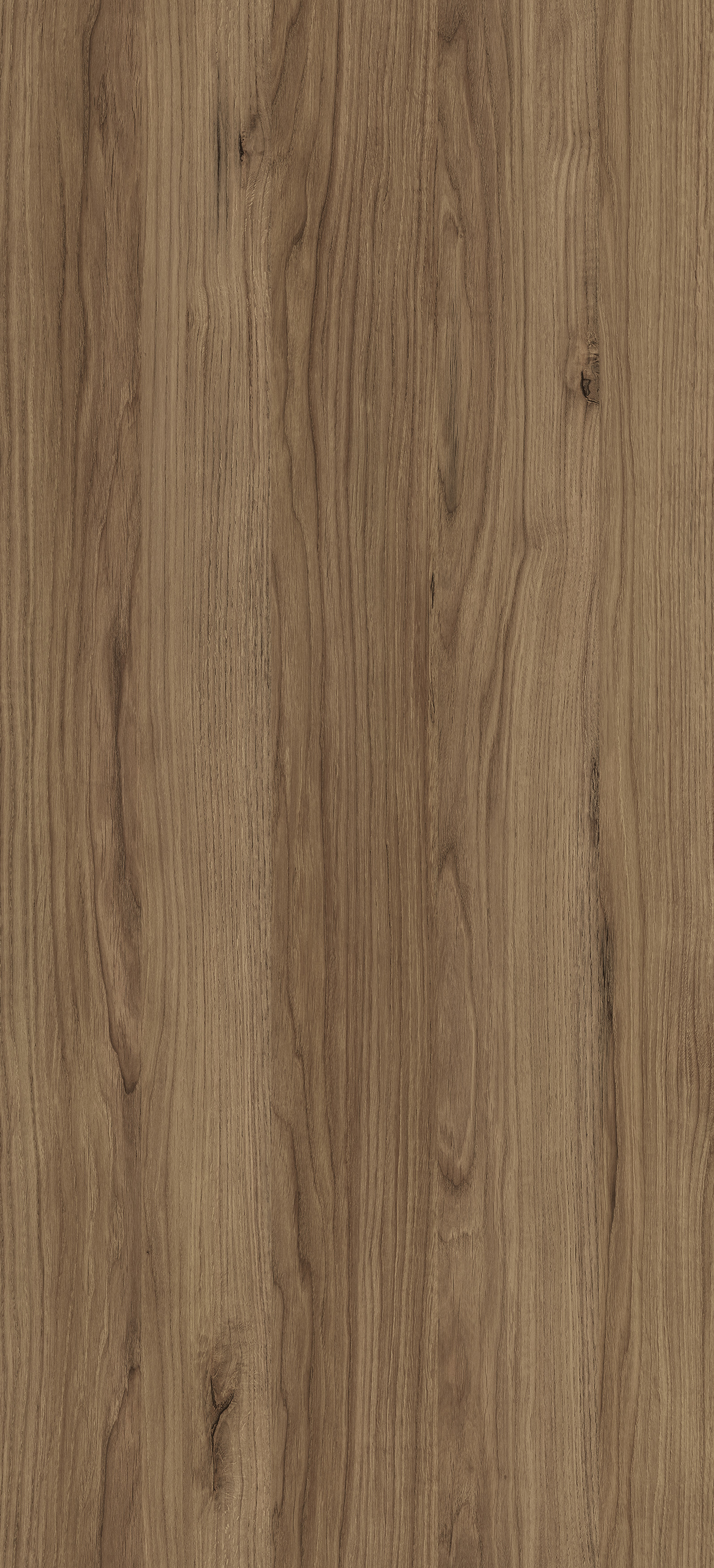 Dąb Gentelmen PD3116